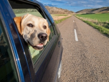 Image of a yellow lab poking out of a car window
